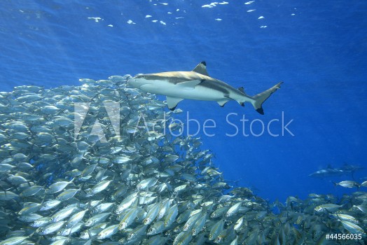 Bild på Blacktip Reef Shark with Fish
